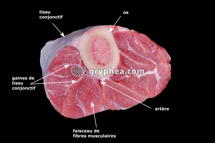 Muscle avec os CT (coupe annotée) - gryphea.com